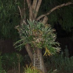 Station Fern