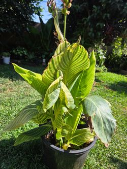 Cannaly Lilly Plant