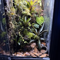 Terrariums With Stand