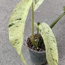 Epipremnum Giganteum Marble Variegated 