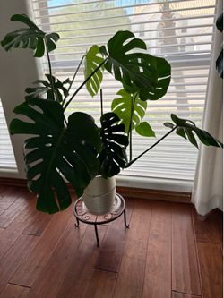 Approximately 4’ tall  - 13 leaf Monstera plant