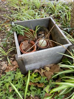 Plant, tree wood planter