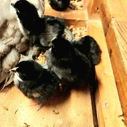 Black Copper Maran Eggs, Cheeps Chicks