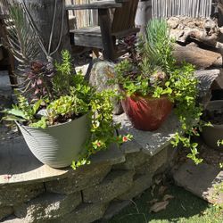 Succulents 