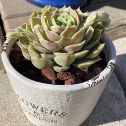 Succulent Plant 