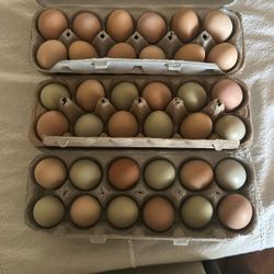 Farm Fresh Organic Eggs