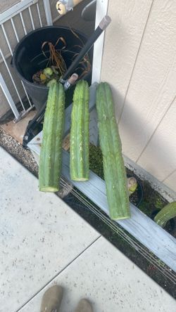 Cactus Clippings