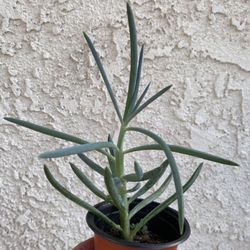 4 Inch Pot Succulent Plant - Blue Fingers - Curio Talinoides - Rooted & Stablished - Drought Resistant 🪴 