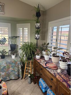 NEW ARRIVALS, beautiful and healthy plants