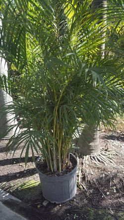 Areca Palm - 7gl
