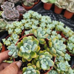 Succulent