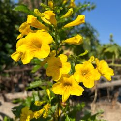 Yellow Bell plants on sale/ Planta De Tronadoras