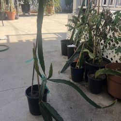 Dragón fruit plant- AX dragon fruit plant variety with branches in pot