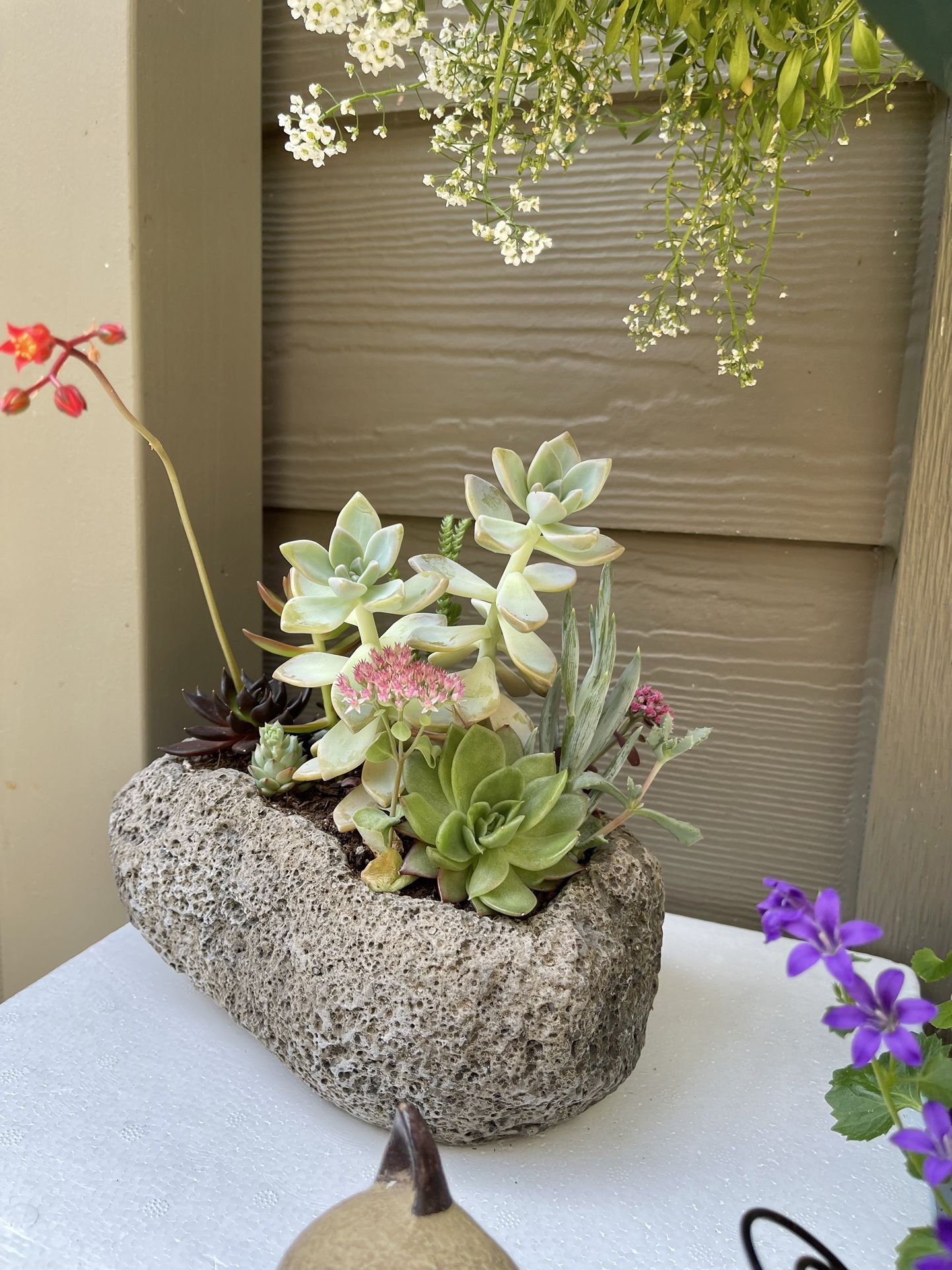 🎁Beautiful Arrangement From Different Succulents in Heavy Pot 9"x6"x3.5"