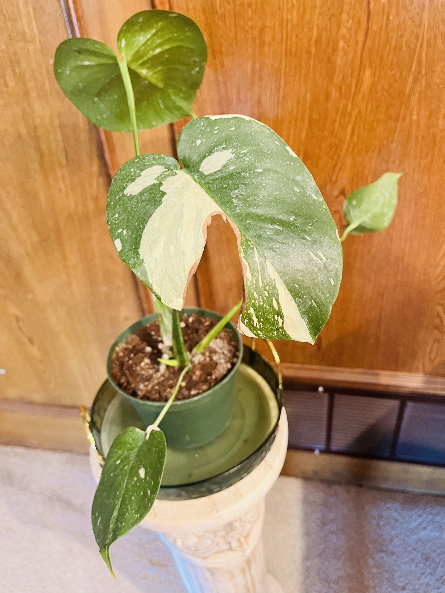 Monstera Thai Constellation-established Plant