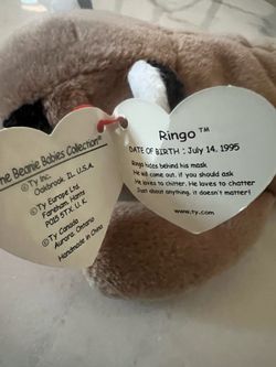 Ringo Needs new home
