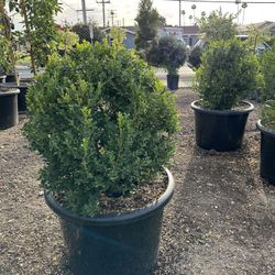 Japanese Boxwood Globe
