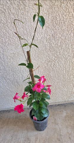 💞🌸 Pink Mandevilla Vine💞🌷