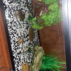 10 Gallon Aquarium Complete Setup