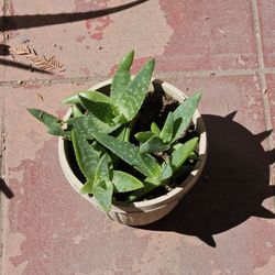 CACTUS PLANT 