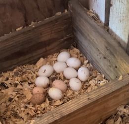 Fresh Farm Eggs ! 🥚