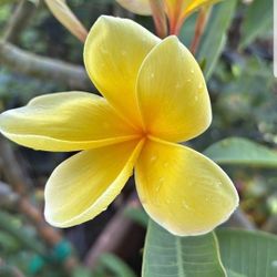 🔥 HAWAIIAN AZTEC GOLD UoH Plumeria RARE FIND  IN CALIFORNIAr