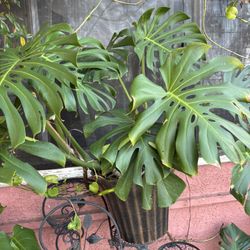 Monstera 
