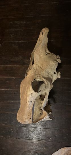Horse skull