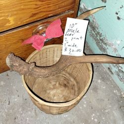 2 Point 10 Inch Mule Antler 