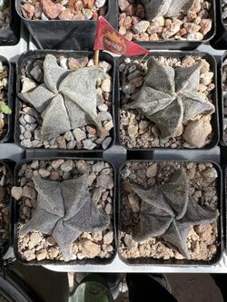 Assorted Astrophytum Cactus