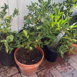 Blood Orange, Lime, Sweet Lime, Mayer, and Vanencia Orange