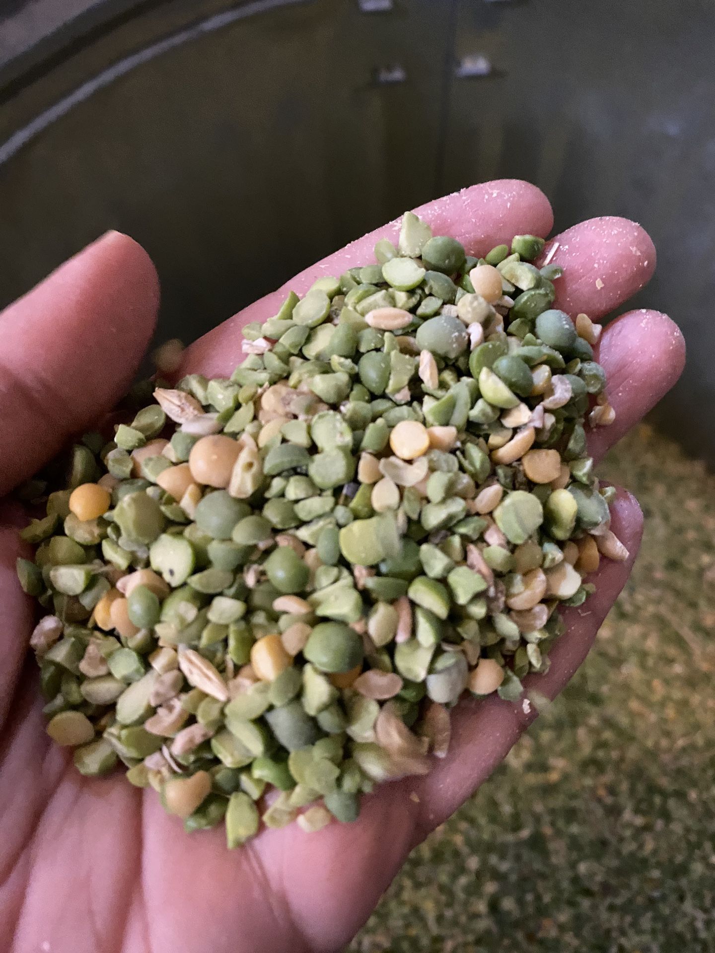 Non-gmo Peas Split & Whole For Your Livestock Flock Chickens, Goats