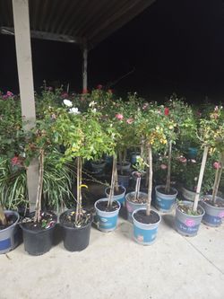 Roses trees