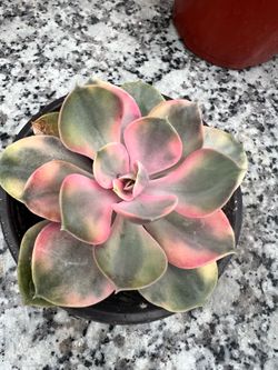 Echeveria rainbow