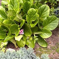 Bergenia Winterglow Perennial Plant. See All Photos.