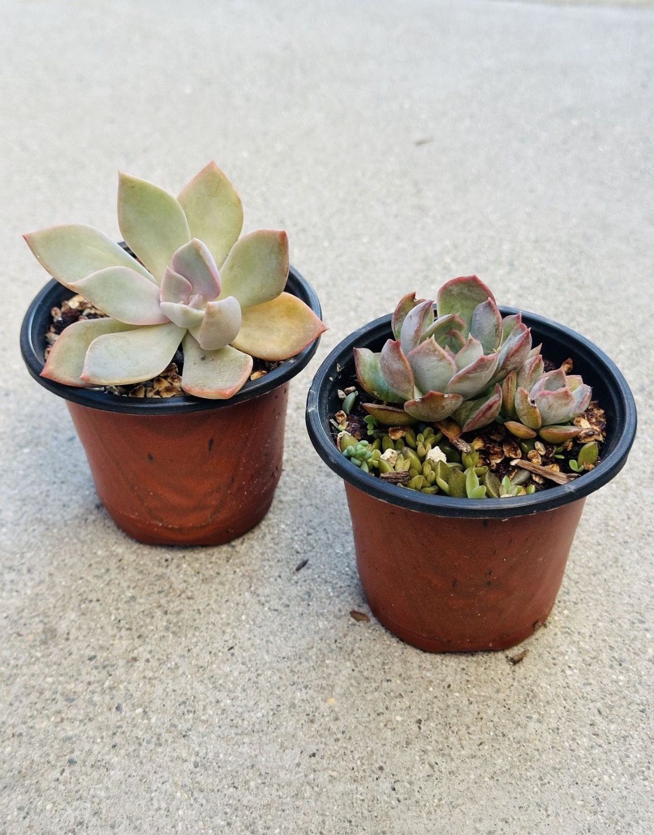 Succulents plants 🪴(2 for $5)