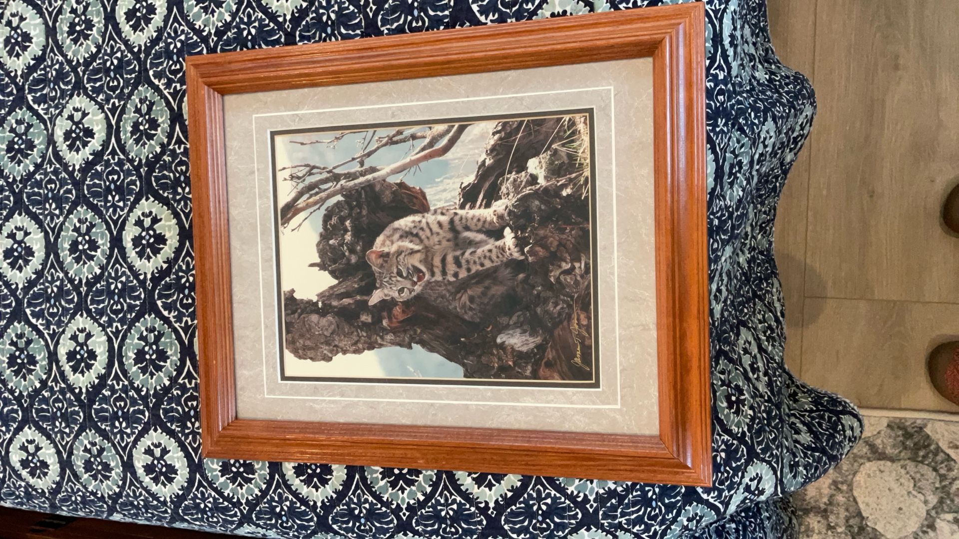 James T. Jones Photo Of A Bobcat