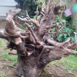 Genuine Tree Stump With Roots For Pond Or Landscape Decor