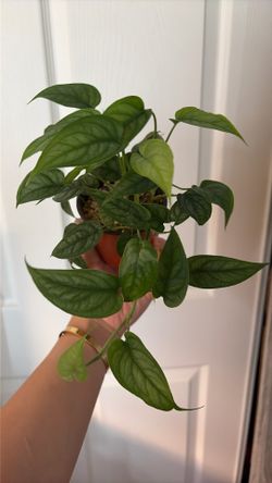 Monstera Siltepecana 