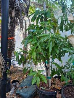 Multi Grafted Avocado Tree In a 15 gallon container