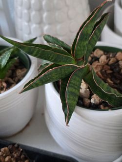 Sansevieria rare plant