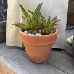 Aloe Plant In Pot