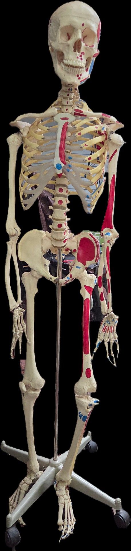 Vintage Scientific Human Skeleton