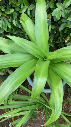 Lilly in pot decorative green plants with white flowers easy to care for