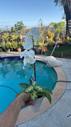 White orchid with small indoor plant