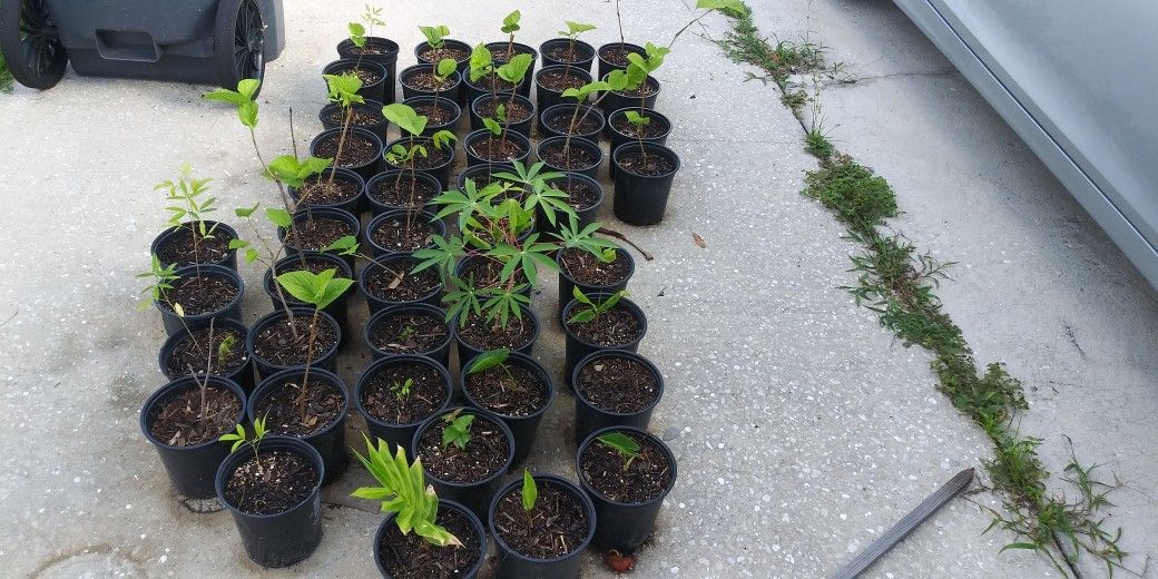 Mulberry Trees, Shampoo Ginger, And Edible Taro.