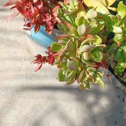 Crassula Campfire Plant