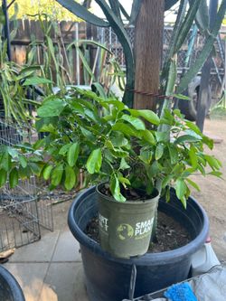 Árbol frutal de mandarina