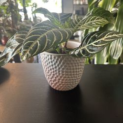 4” Zebra Plant 