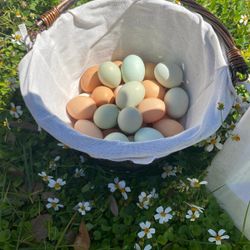 Eggs Chicken 